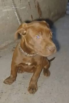 45 Days American pitbull female puppy