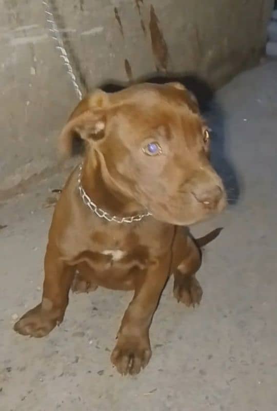 45 Days American pitbull female puppy 0