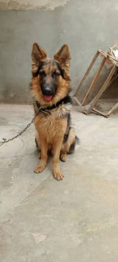 German Shepherd