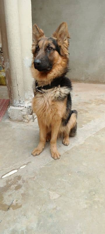 German Shepherd 1