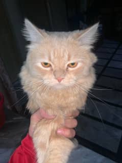 Persian cat male for sale