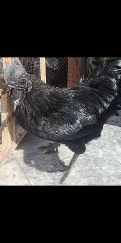 2 pairs of Ayam Cemani for sale