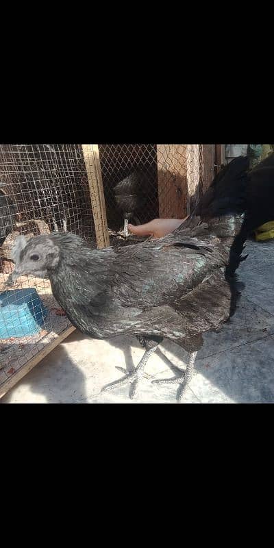 2 pairs of Ayam Cemani for sale 1