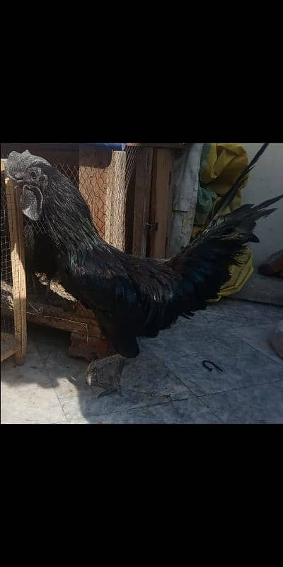 2 pairs of Ayam Cemani for sale 2