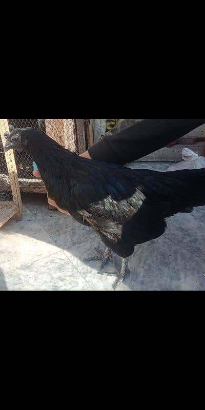 2 pairs of Ayam Cemani for sale 3