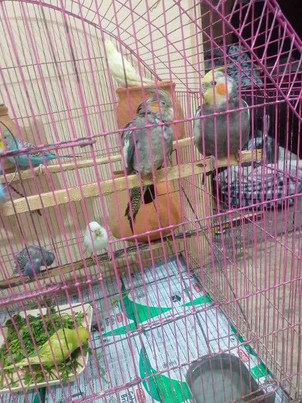 cockatiel pair 3