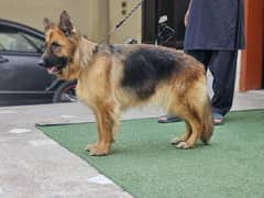 german shepherd pedigree long coat breeder female