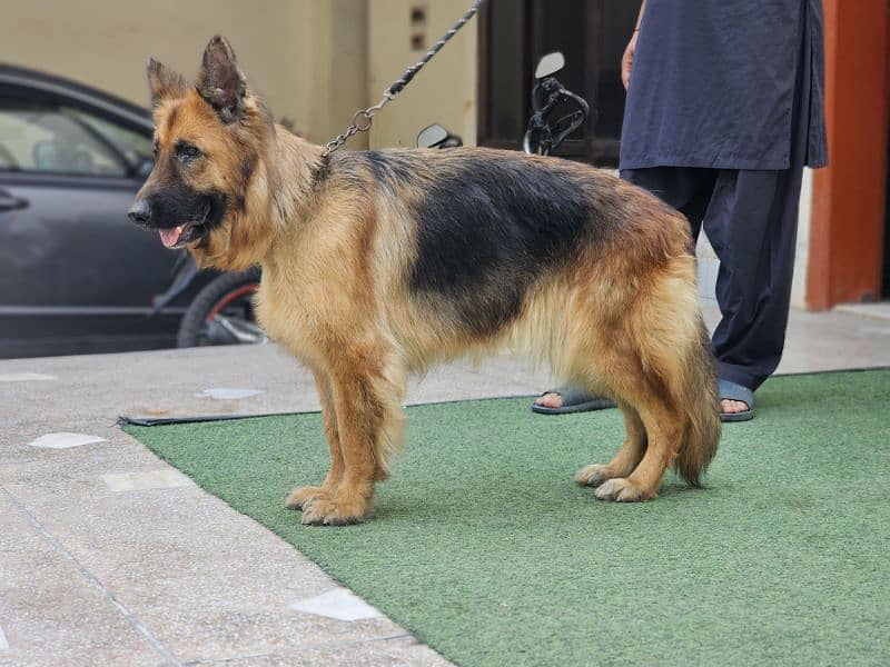 german shepherd pedigree long coat breeder female 0