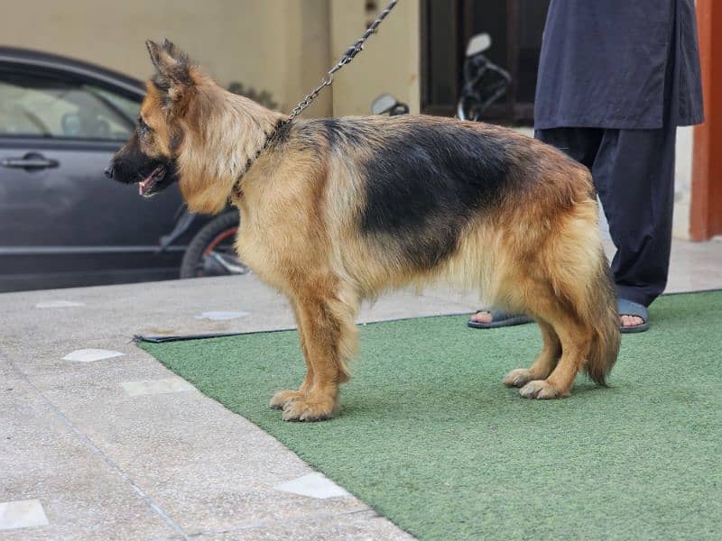 german shepherd pedigree long coat breeder female 1