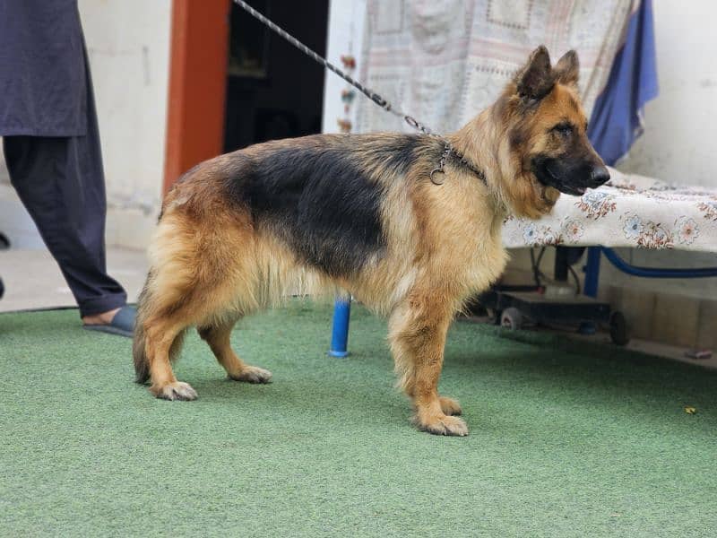 german shepherd pedigree long coat breeder female 2