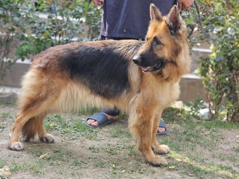 german shepherd pedigree long coat breeder female 3