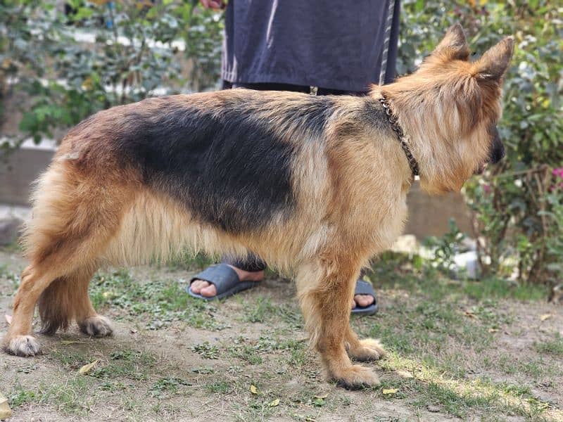 german shepherd pedigree long coat breeder female 4