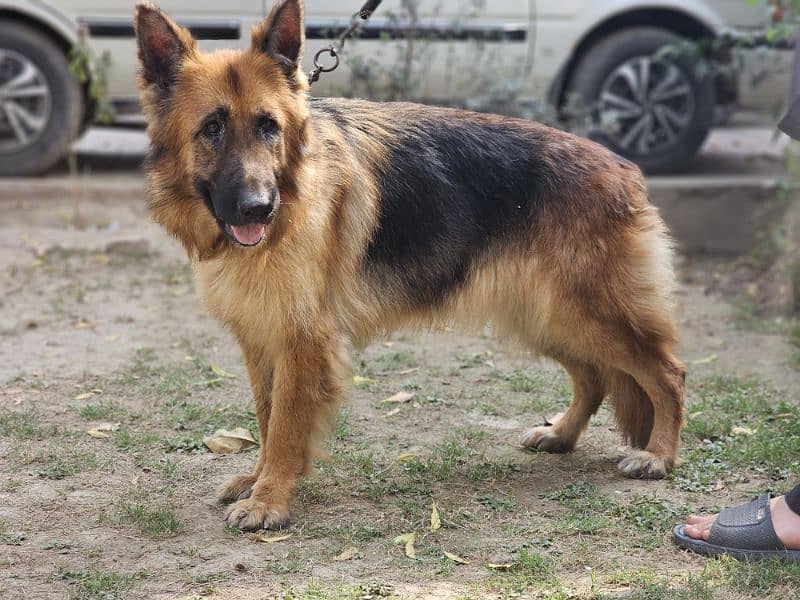 german shepherd pedigree long coat breeder female 7