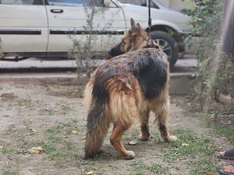 german shepherd pedigree long coat breeder female 8