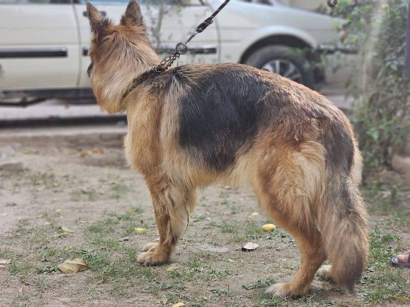 german shepherd pedigree long coat breeder female 9