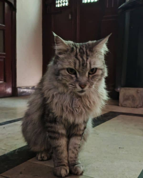 I sale my Persian cat female 2