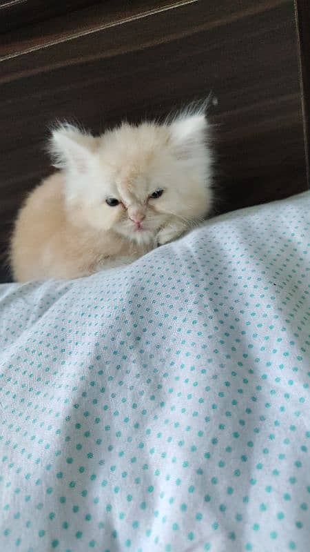 60 days female kitten dewormed active 1