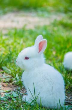 female white rabbit