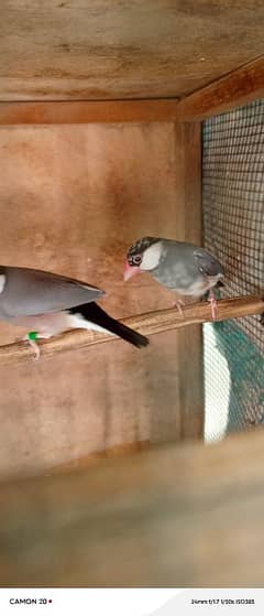 Gray Java split fawn breeder piar whit cage