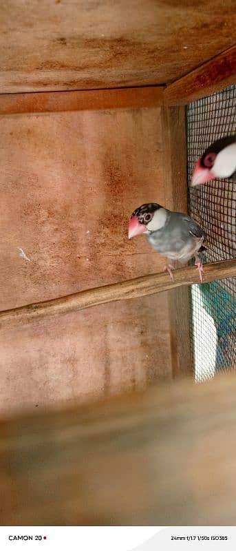 Gray Java split fawn breeder piar whit cage 2