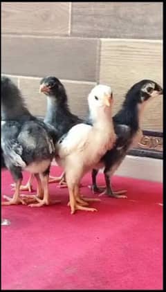 Black shamo chicks|Black shamo|shamo|white shamo|white shamo chicks