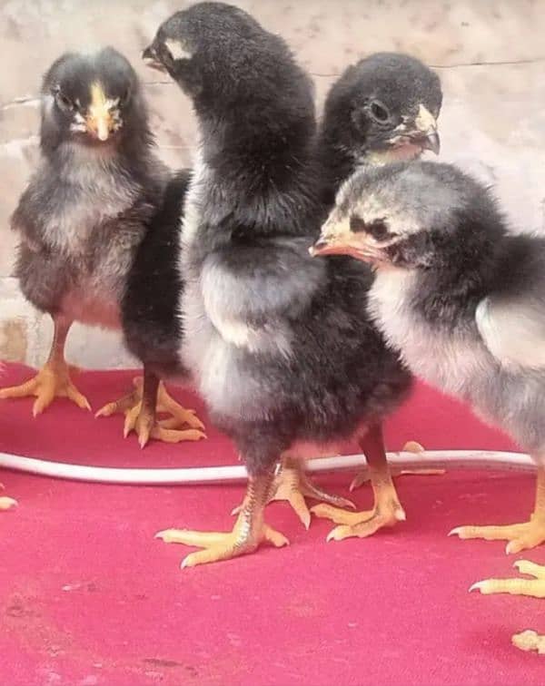 Black shamo chicks|Black shamo|shamo|white shamo|white shamo chicks 1