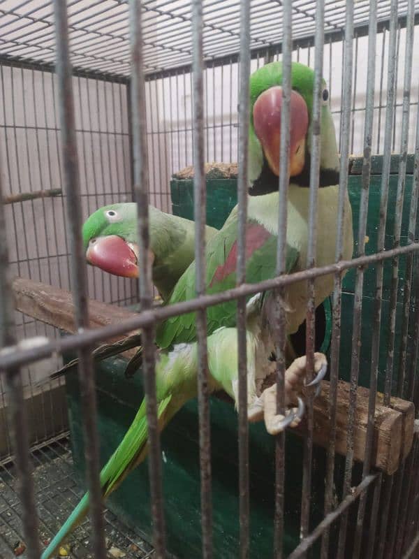 Raw pahari breeding pair 0