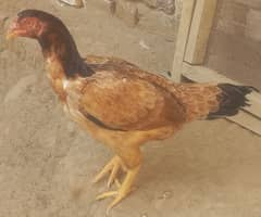 Pure Aseel Cock and Hens for Sale