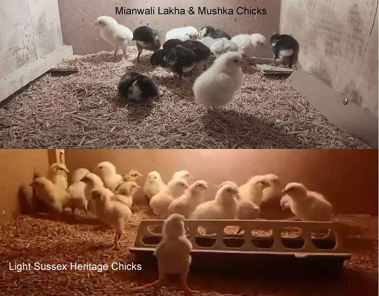 Light Sussex Chuze, Mianwali & Mushka Aseel Chicks, Fertile Eggs 0