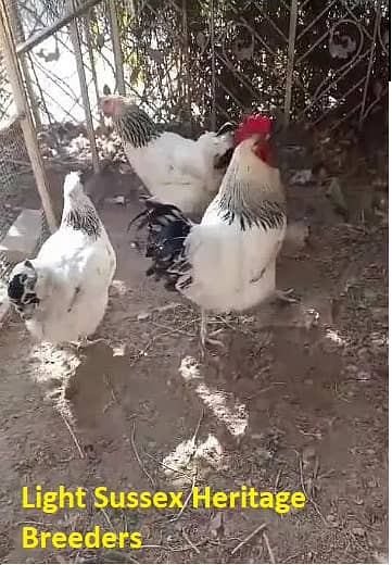 Light Sussex Chuze, Mianwali & Mushka Aseel Chicks, Fertile Eggs 6