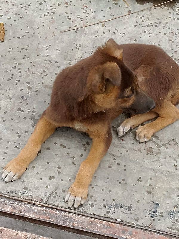 German Shepherd dog. . age 4 month 03003716166 0