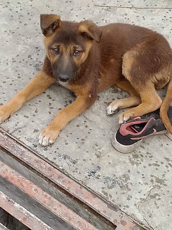 German Shepherd dog. . age 4 month 03003716166 1