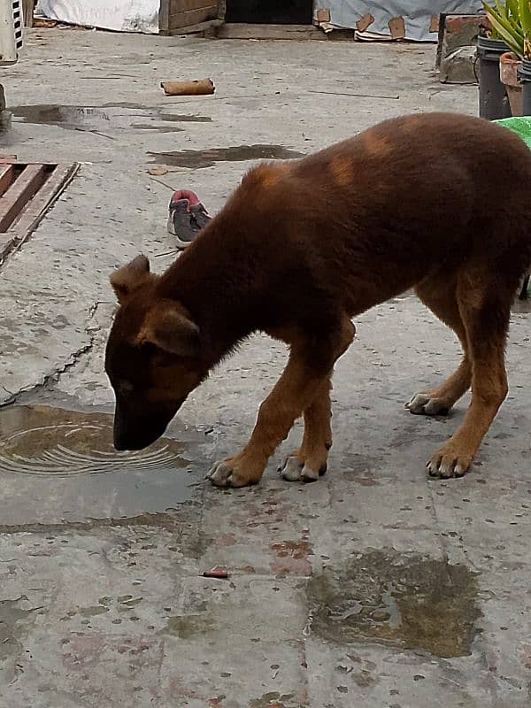 German Shepherd dog. . age 4 month 03003716166 2