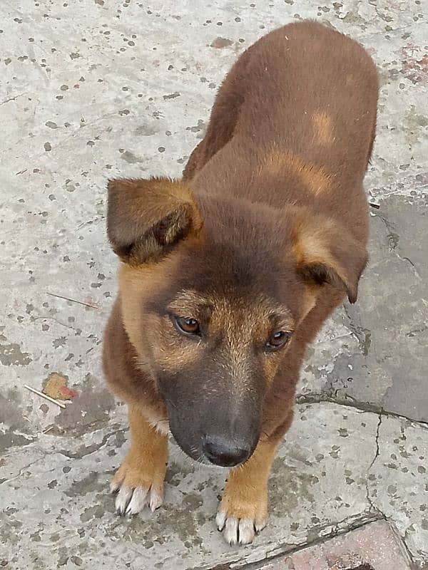 German Shepherd dog. . age 4 month 03003716166 3