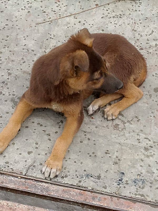 German Shepherd dog. . age 4 month 03003716166 4