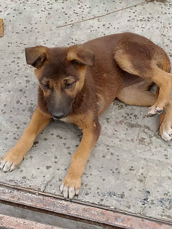 German Shepherd dog. . age 4 month 03003716166 5