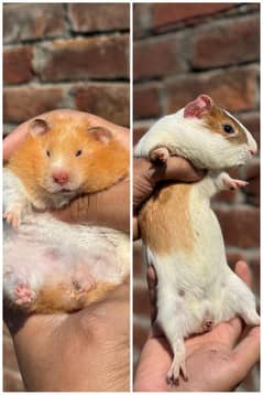 hamsters & guinea pig/English cavies