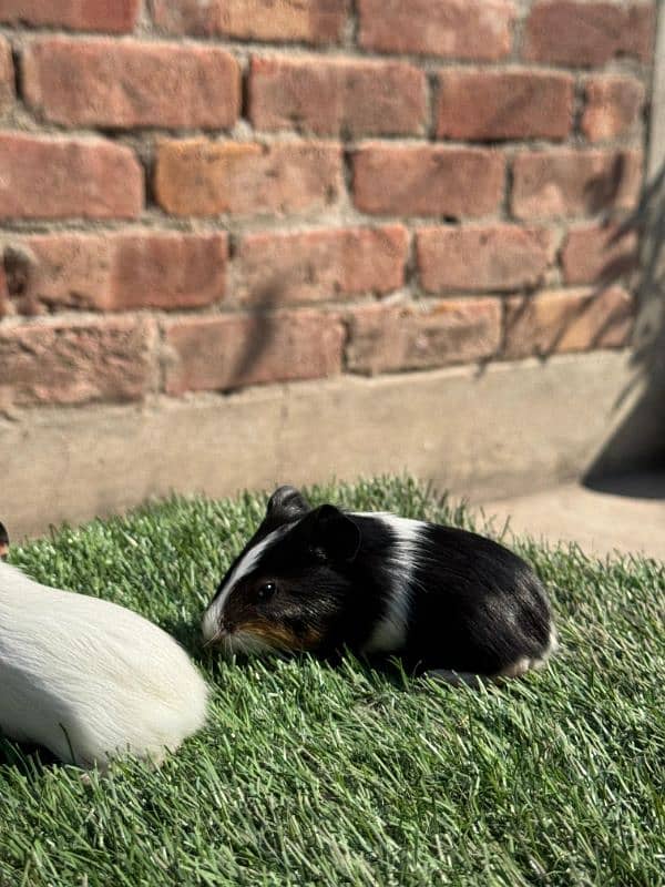 hamsters & guinea pig/English cavies 1