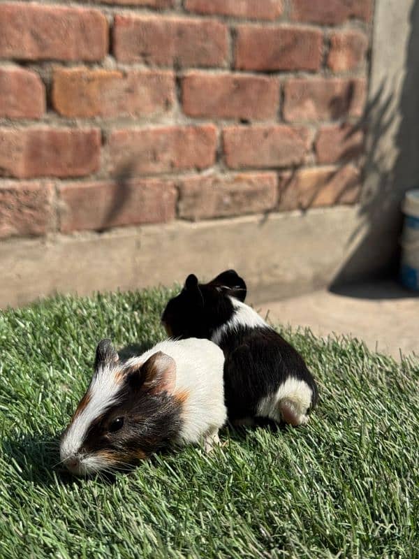 hamsters & guinea pig/English cavies 2