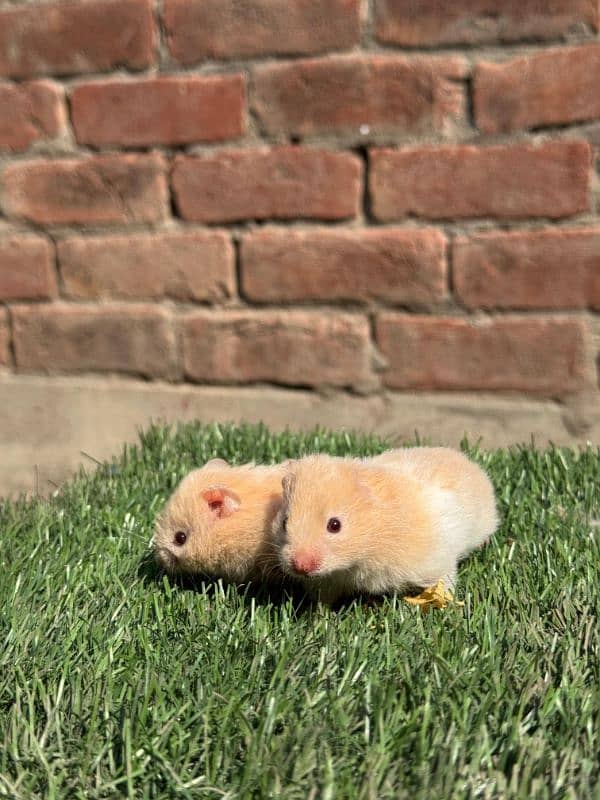 hamsters & guinea pig/English cavies 3