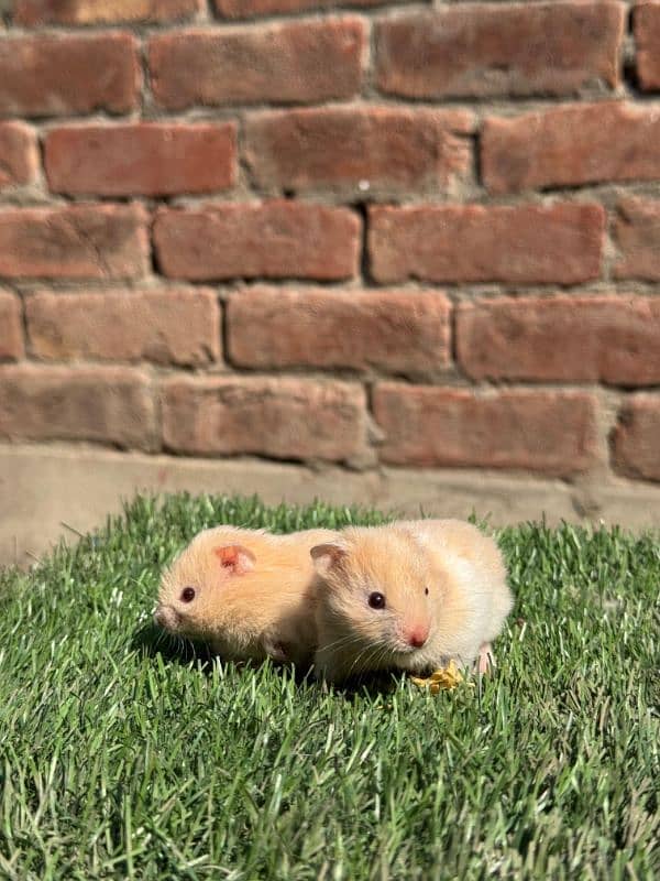 hamsters & guinea pig/English cavies 4