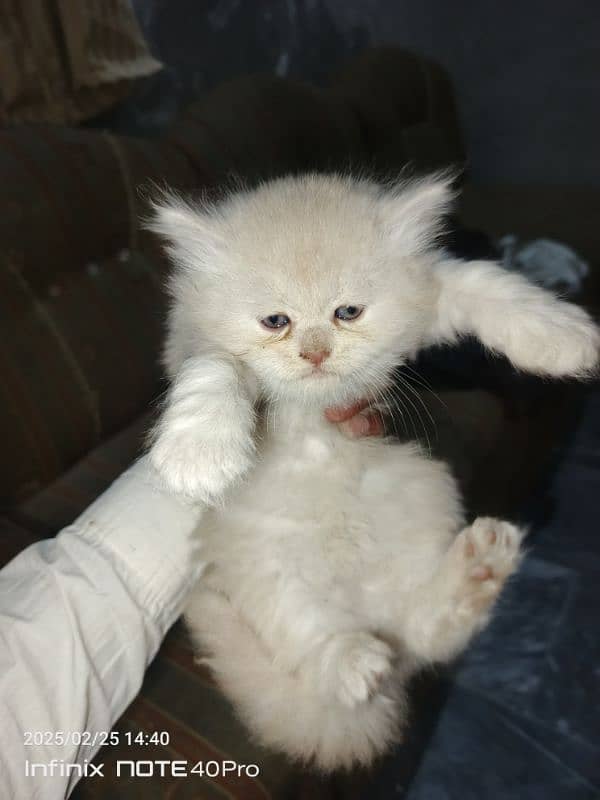 Persian kittens Triple coat 0