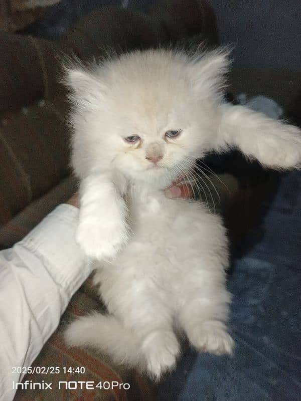 Persian kittens Triple coat 1