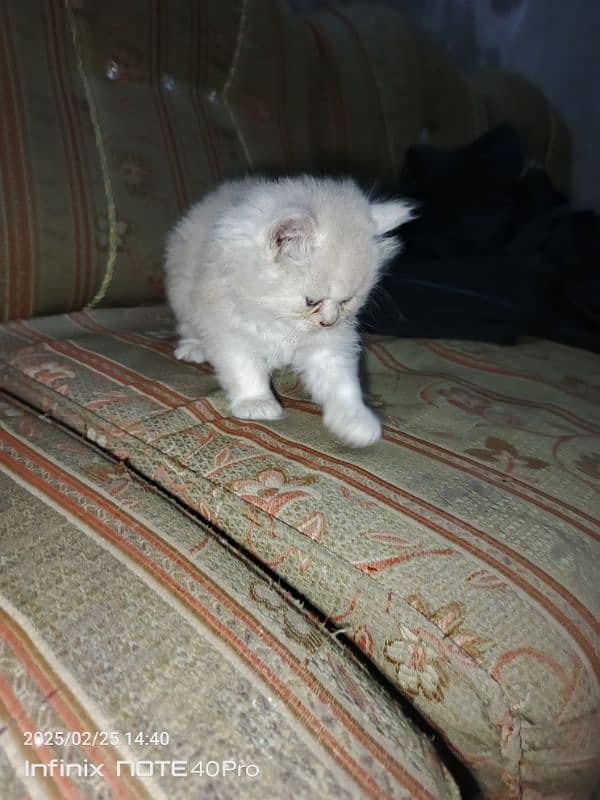 Persian kittens Triple coat 2