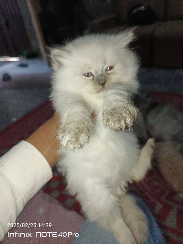 Persian kittens Triple coat 3