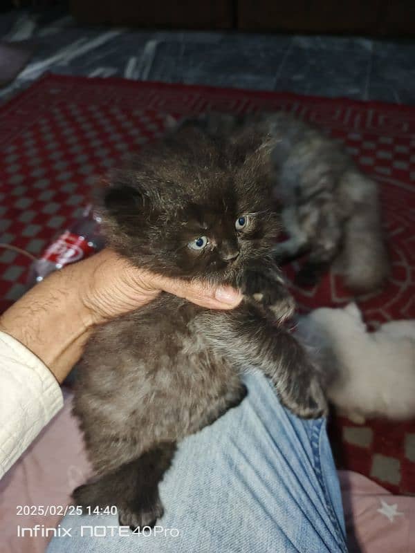 Persian kittens Triple coat 5