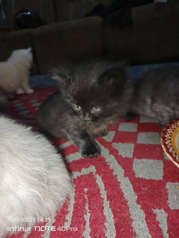 Persian kittens Triple coat 6