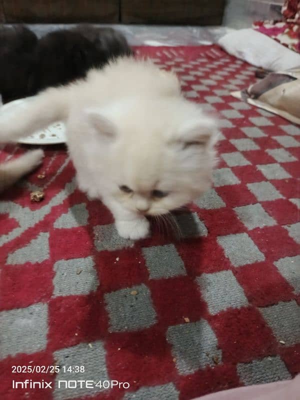 Persian kittens Triple coat 7