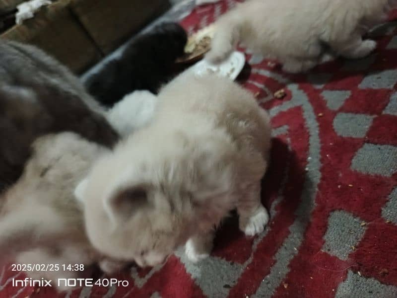 Persian kittens Triple coat 9