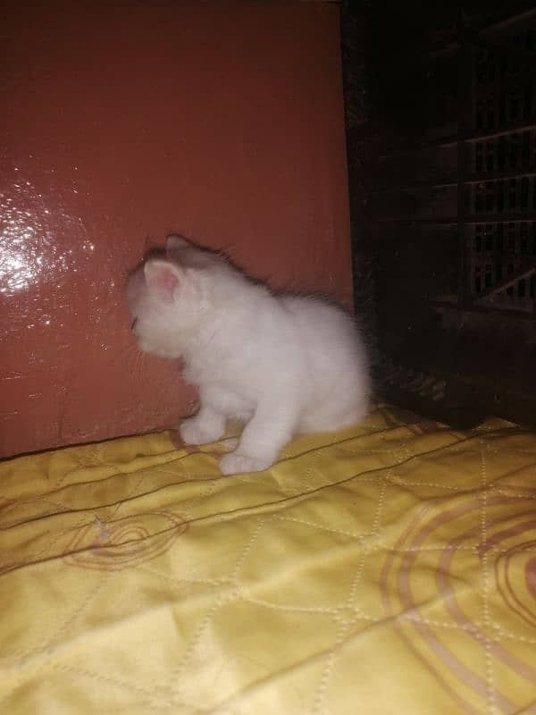 white Persian cat Baby washroom train 2